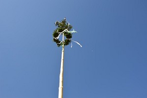 Maibaum 2018 (6)