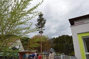 Maibaum (11)