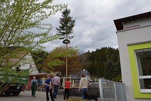 Maibaum (12)