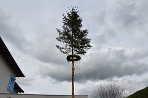 Maibaum (15)