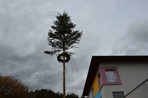 Maibaum (17)